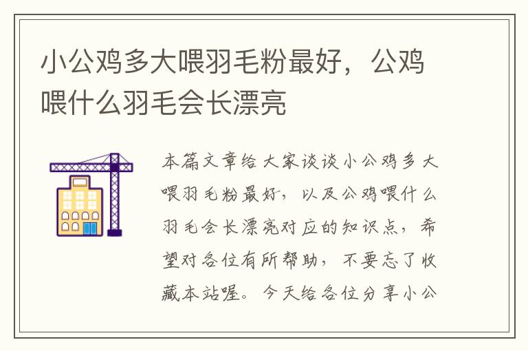 小公雞多大喂羽毛粉最好，公雞喂什么羽毛會長漂亮