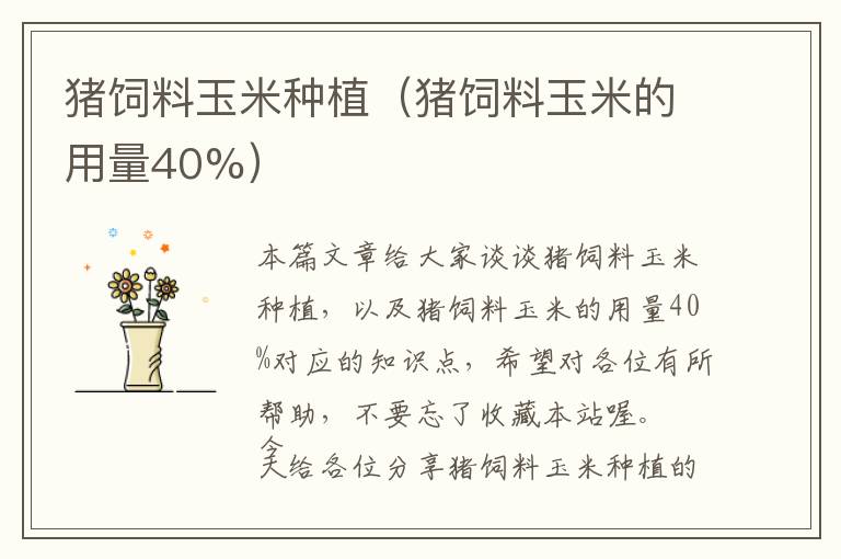 豬飼料玉米種植（豬飼料玉米的用量40%）