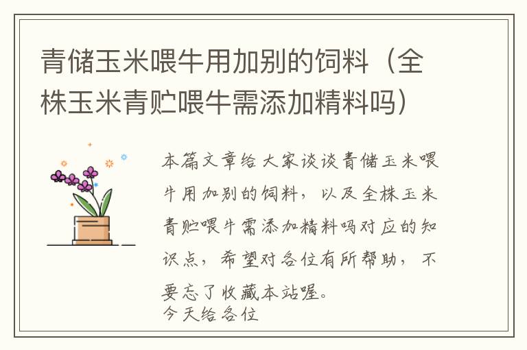 青儲(chǔ)玉米喂牛用加別的飼料（全株玉米青貯喂牛需添加精料嗎）