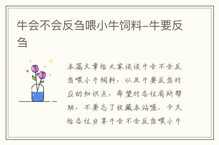 牛會(huì)不會(huì)反芻喂小牛飼料-牛要反芻